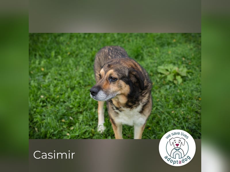 Casimir: Lieber Rüde