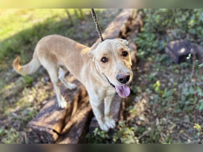 Chip 2152232: Sucht ein Zuhause