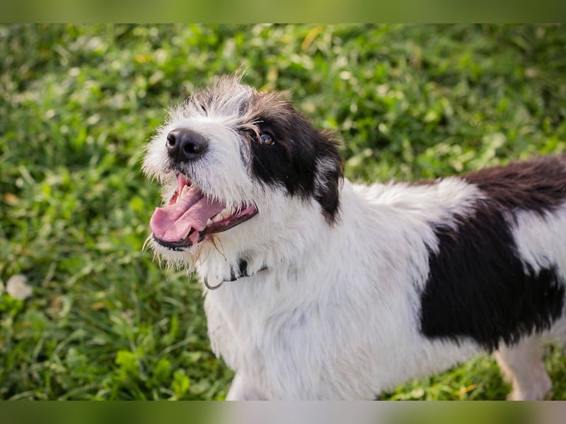 Chip 214352: sucht ein Zuhause