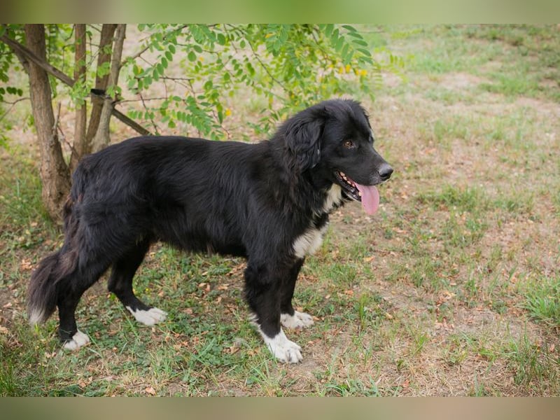 Stoffel: Sucht ein Zuhause