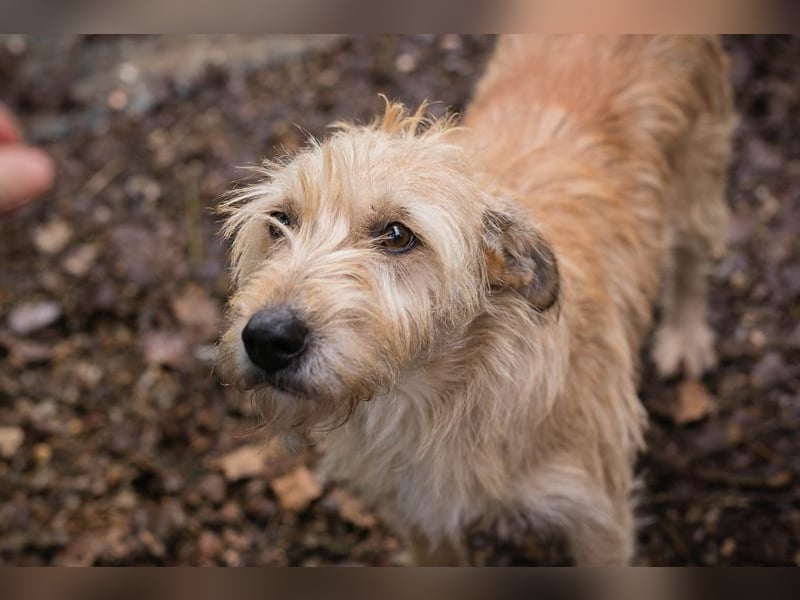 Maya sucht ein Zuhause