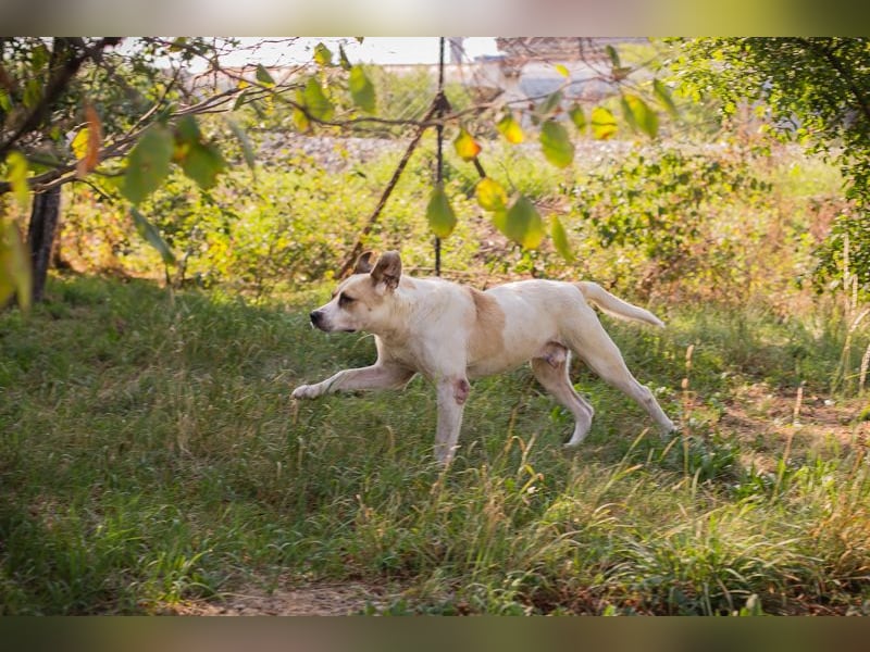 Ace: sanfter Riese sucht ein Zuhause