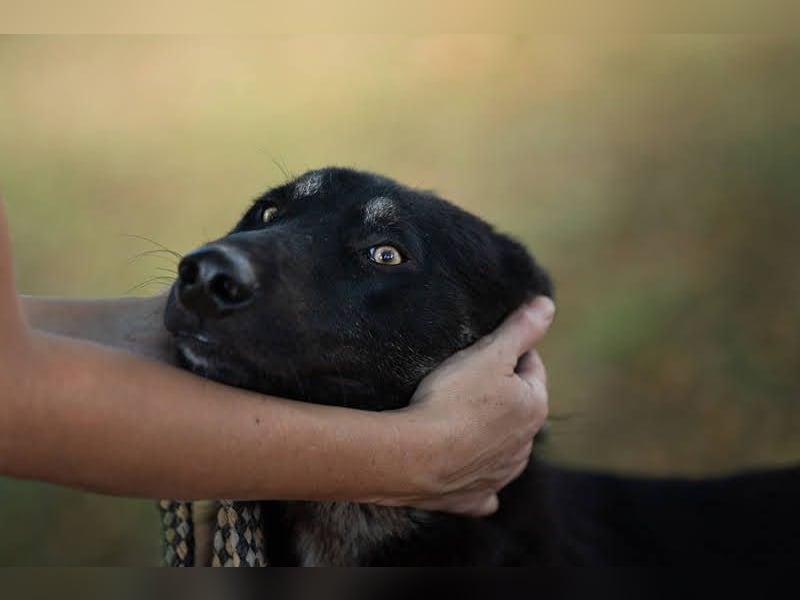 Yondu: Tapferer Schatz