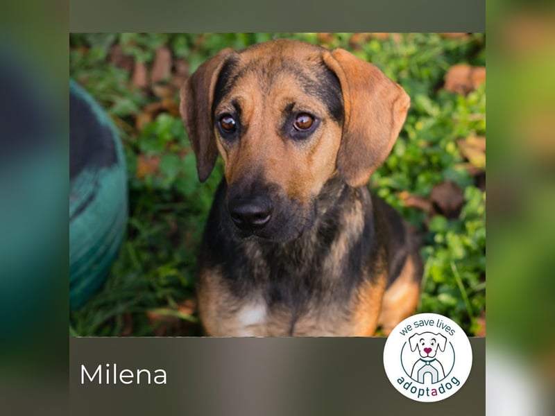 Milena: Sucht ein Zuhause