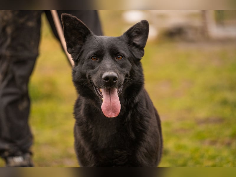 Sonja: Hundemama sucht Zuhause