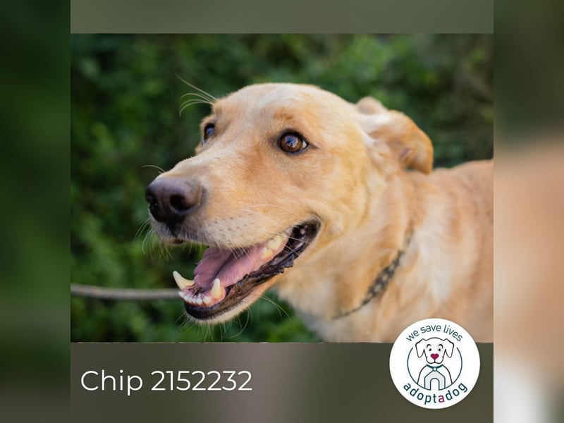 Chip 2152232: Sucht ein Zuhause
