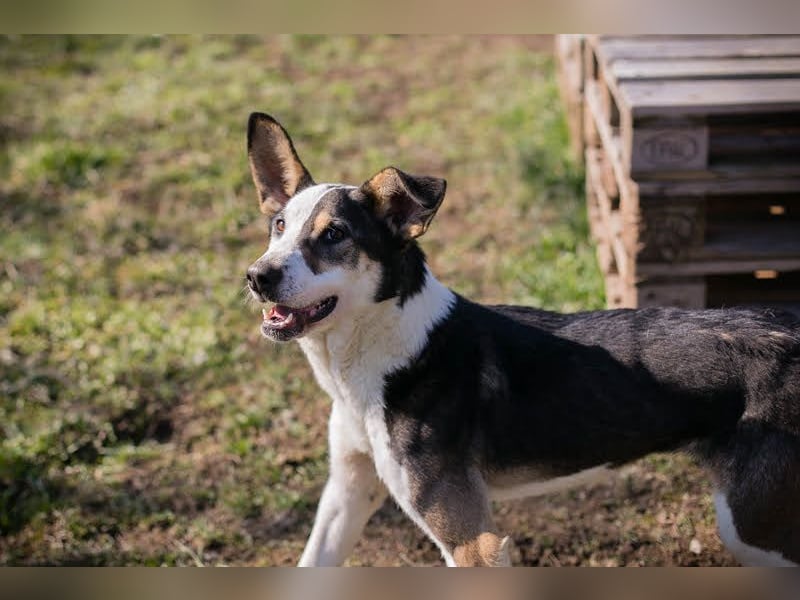 Jim: Sucht ein Abenteuer