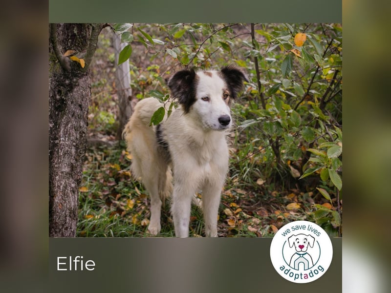 Elfie: Sucht ein Zuhause Elfie: Sucht ein Zuhause