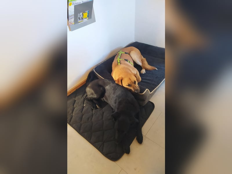 Balou: Lieber Tollpatsch