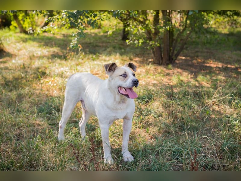 Ace: sanfter Riese sucht ein Zuhause