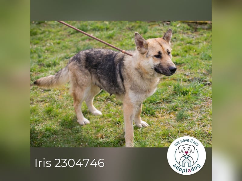 Iris sucht ein Zuhause