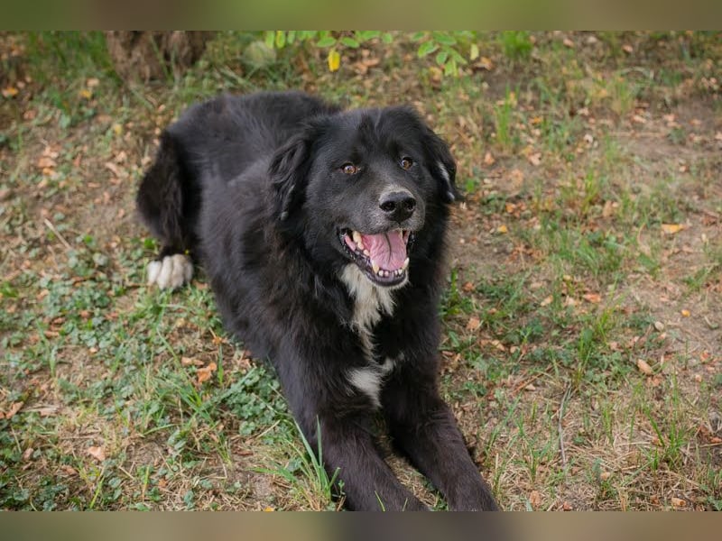 Stoffel: ein Herz auf vier Pfoten