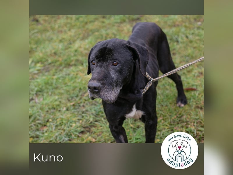 Kuno sucht ein Zuhause