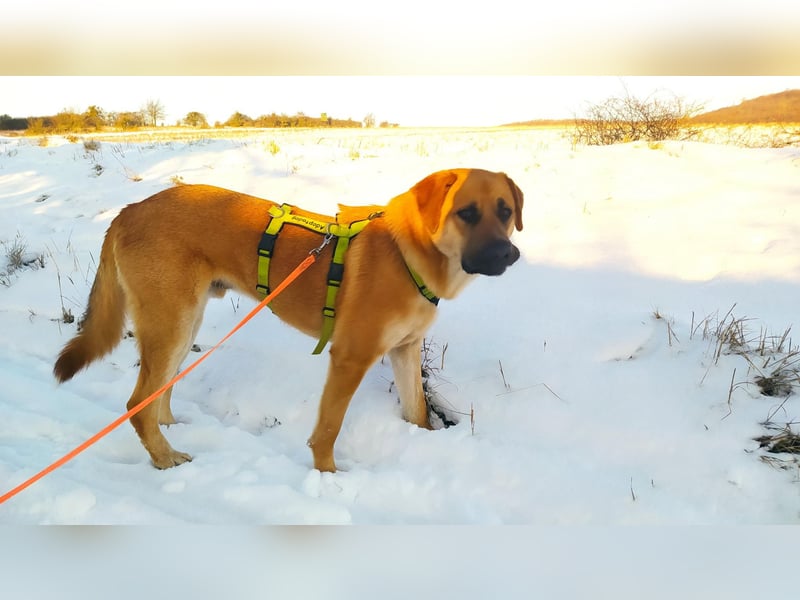 Balou: Lieber Tollpatsch