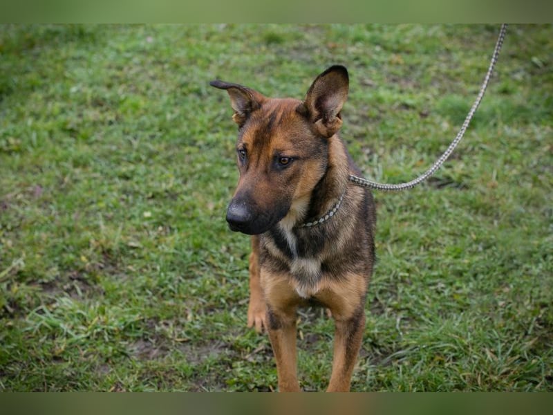 Chip 265644 sucht ein Zuhause