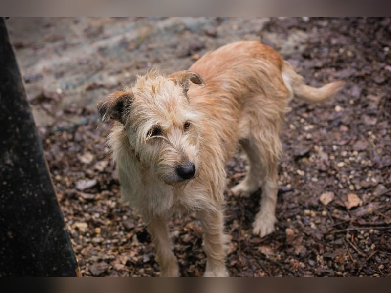 Maya sucht ein Zuhause