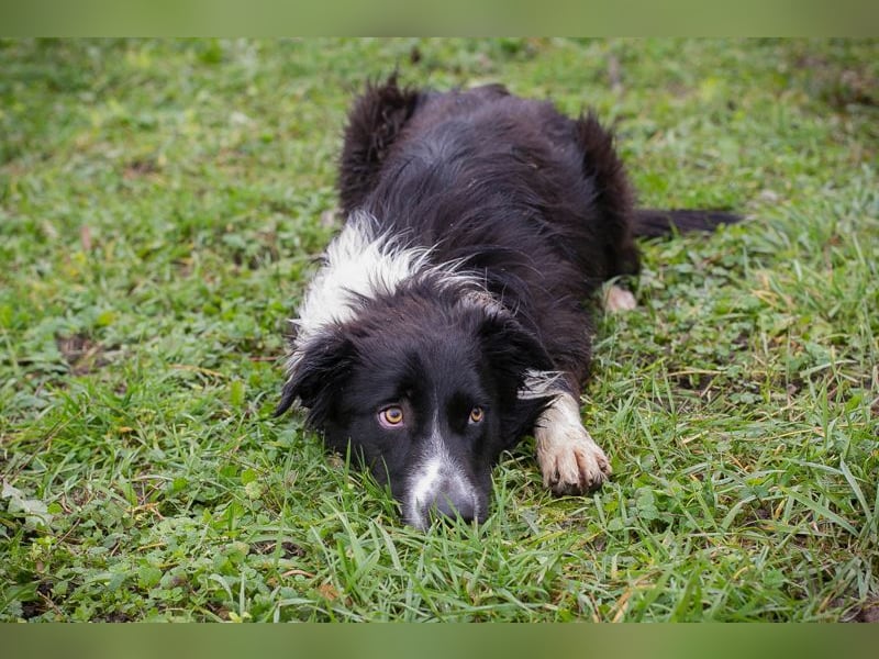 Indie sucht ein Zuhause