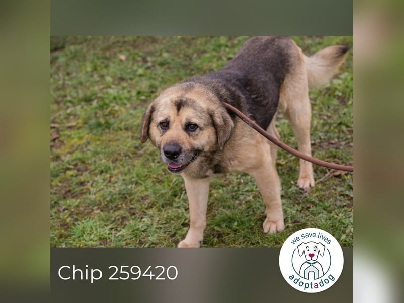 Chip 259420 sucht ein Zuhause