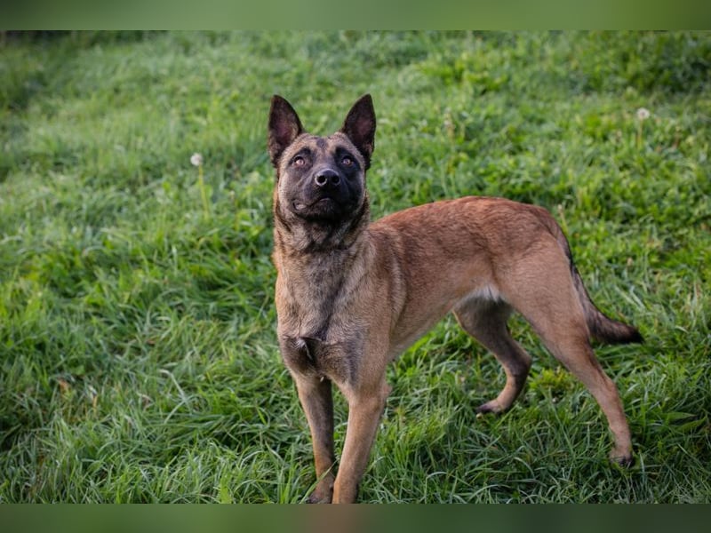 Dete: Sucht ein Zuhause