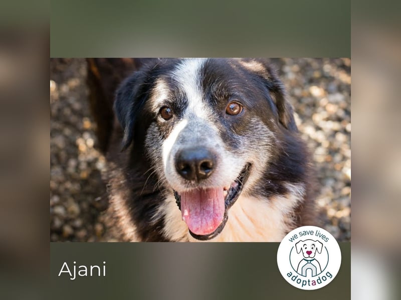 Ajani: Sieger der Herzen