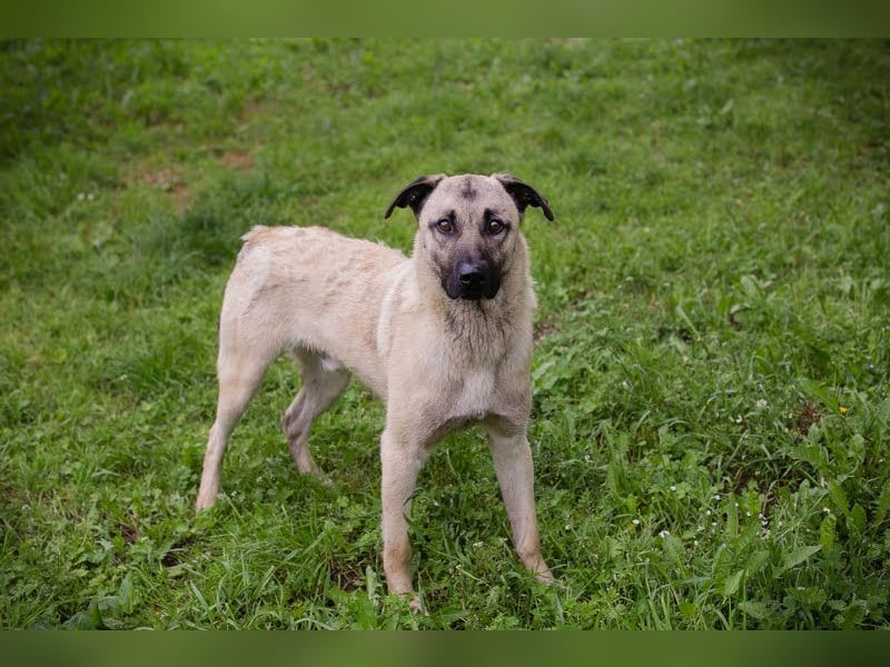 Vito: Großer Kerl, großes Herz