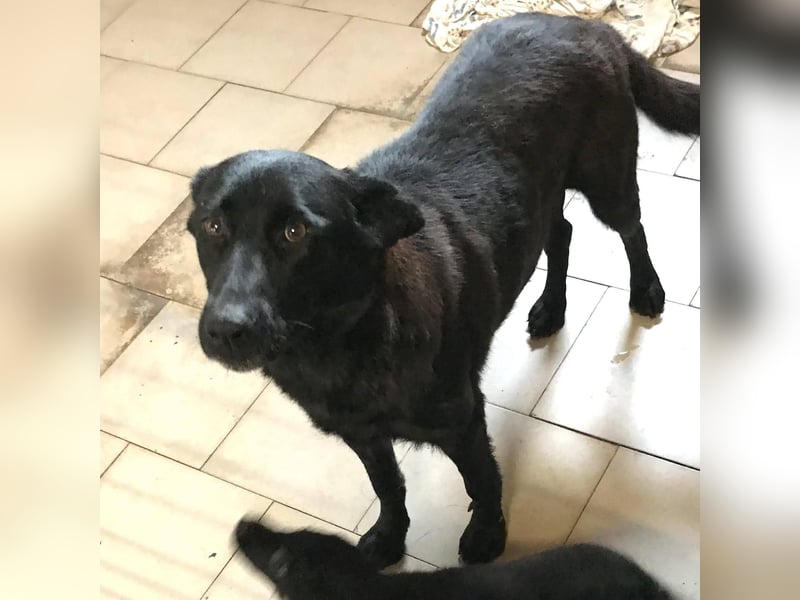 Sonja: Hundemama sucht Zuhause