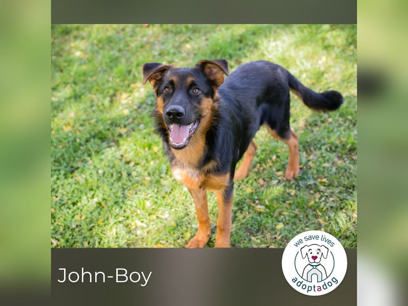 John-Boy: Junghund sucht ein Zuhause