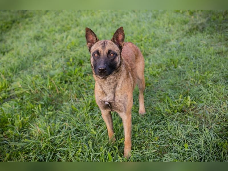 Chip 258680: Sucht ein Zuhause Chip 258680: Sucht ein Zuhause