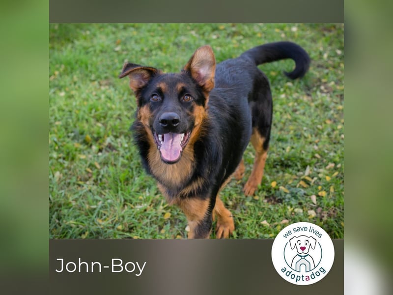 John-Boy: Junghund sucht ein Zuhause