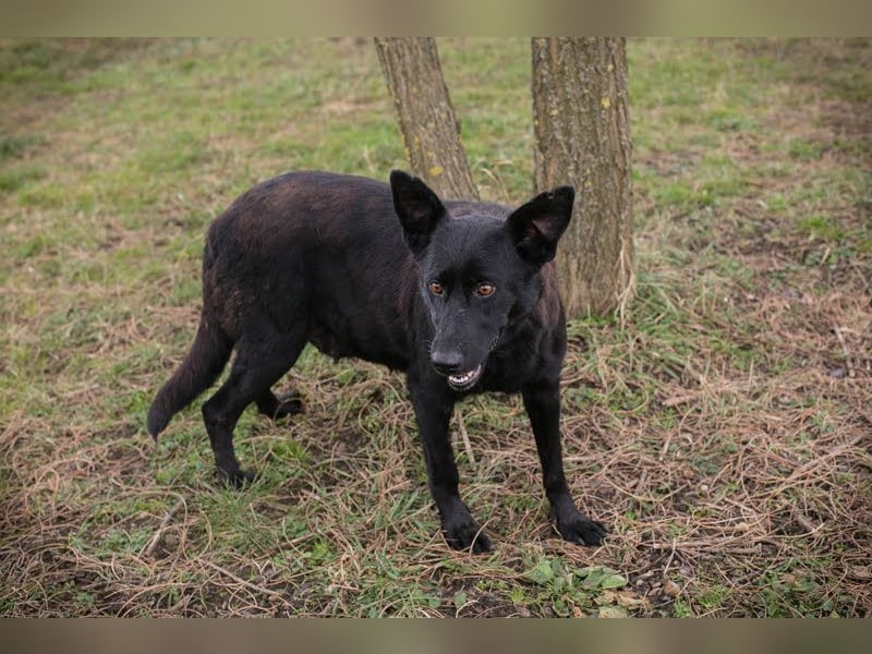 Sonja: Hundemama sucht Zuhause