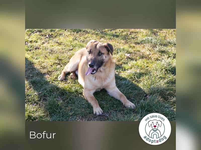 Bofur: sucht sein neues Zuhause