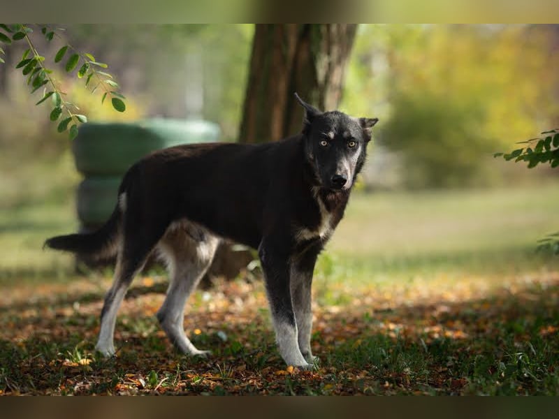 Yondu: Tapferer Schatz