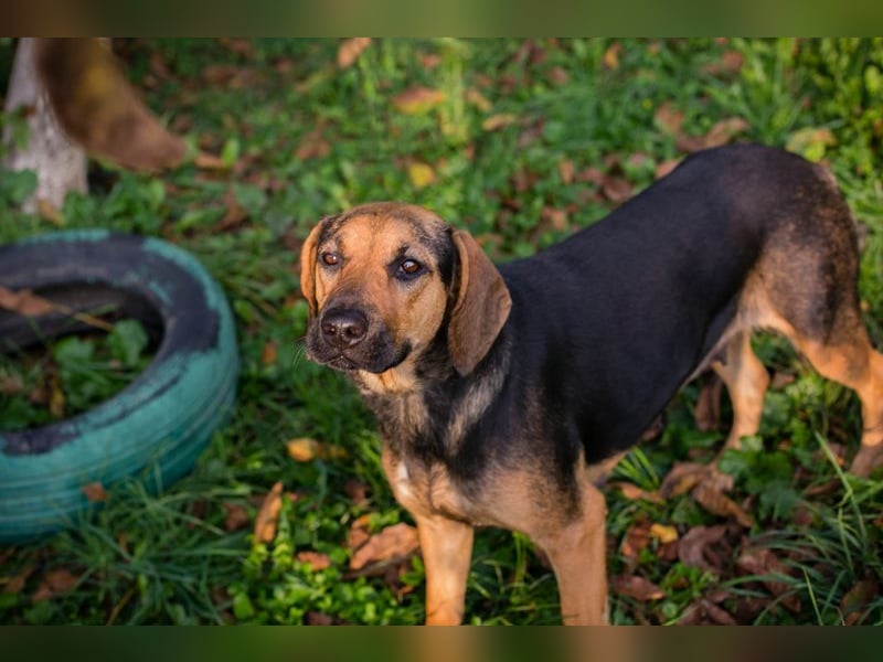 Milena: Sucht ein Zuhause