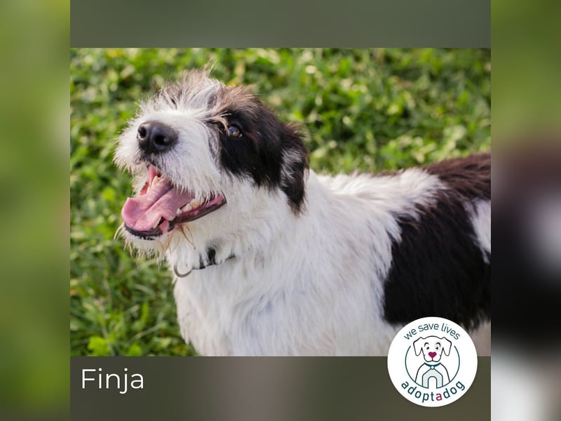 Finja: sucht ein Zuhause