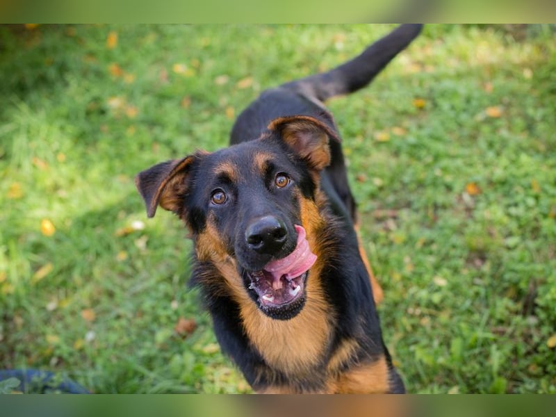 Ein neues Gesicht im Tierheim