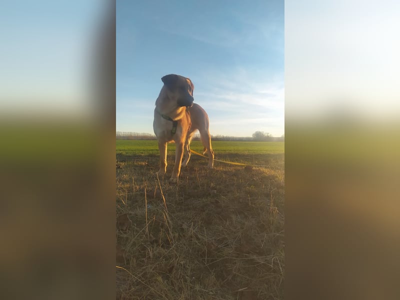 Balou: Lieber Tollpatsch