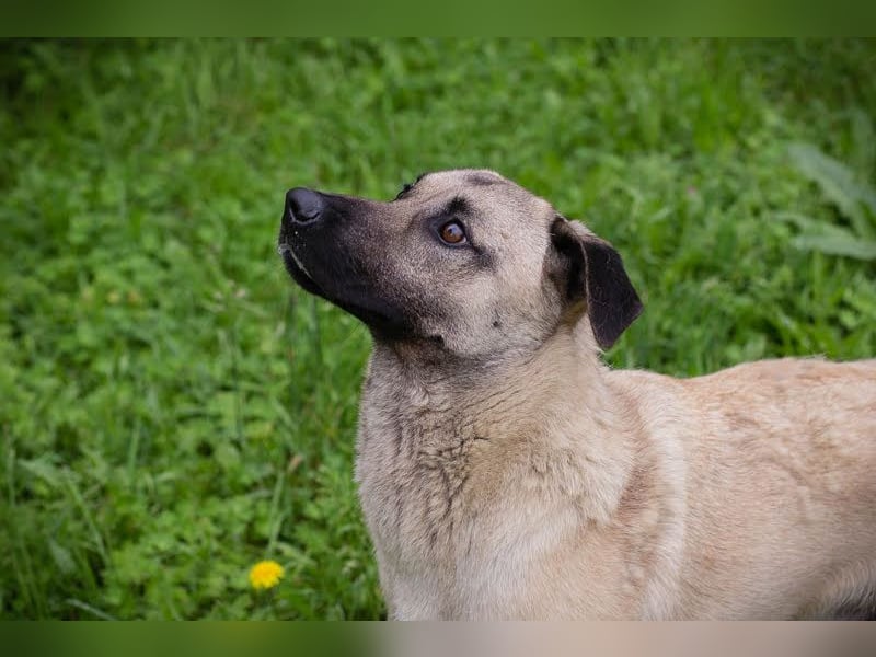 Vito: Großer Kerl, großes Herz