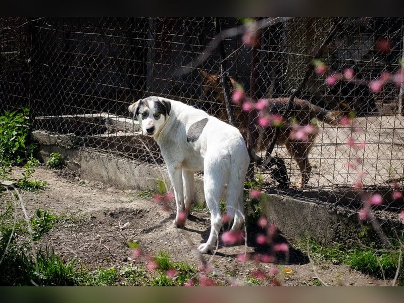 Fly: Wartet sehnsüchtig auf ihr Zuhause