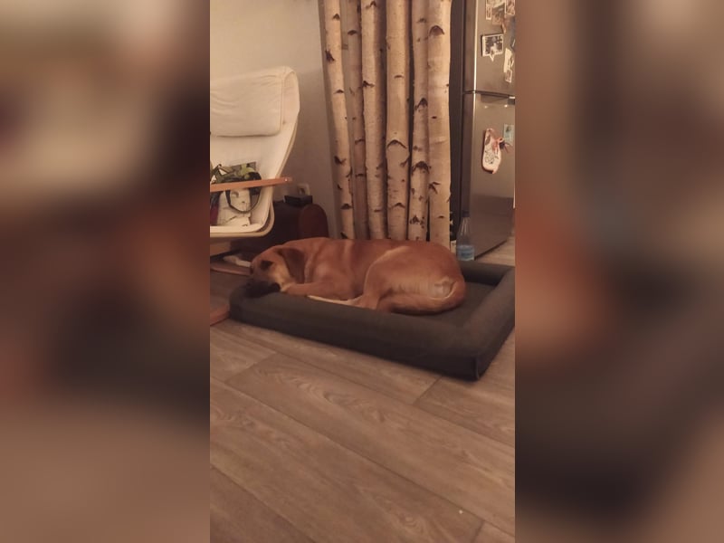 Balou: Lieber Tollpatsch