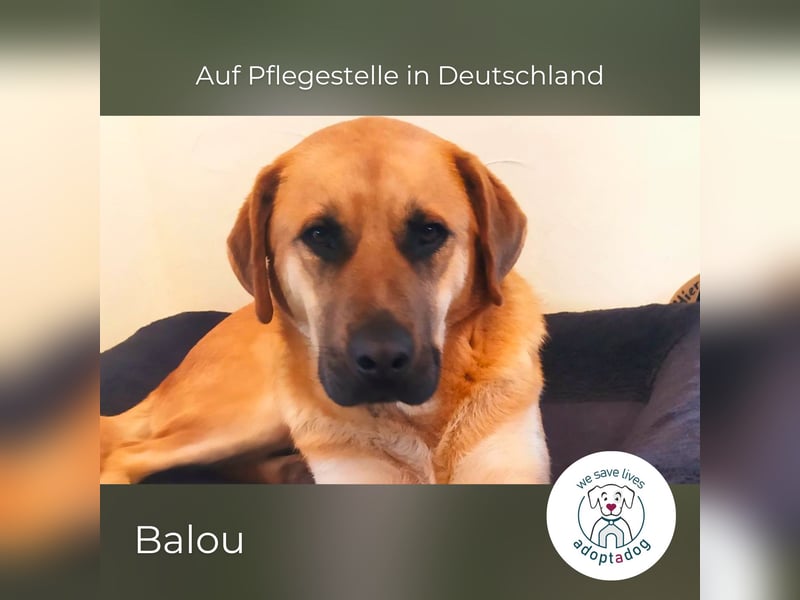 Balou: Lieber Tollpatsch