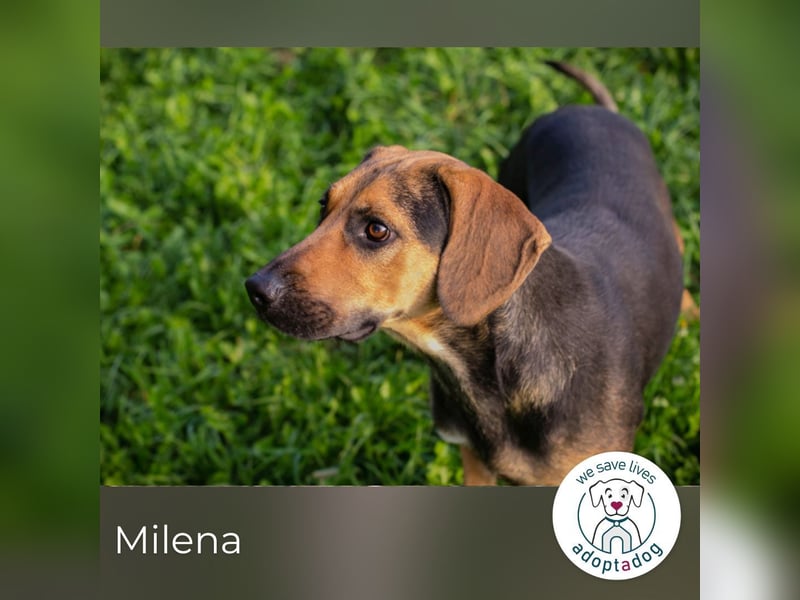 Milena: Sucht ein Zuhause