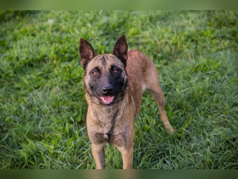 Dete: Sucht ein Zuhause