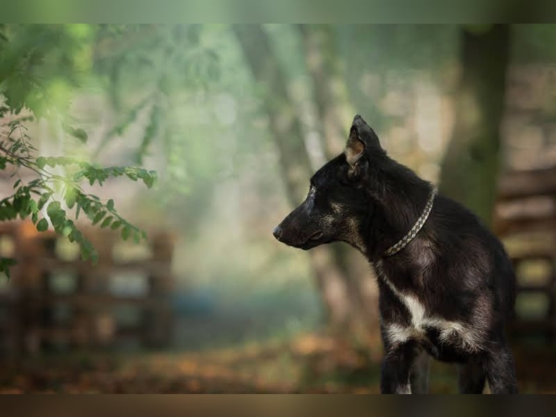 Yondu: Tapferer Schatz