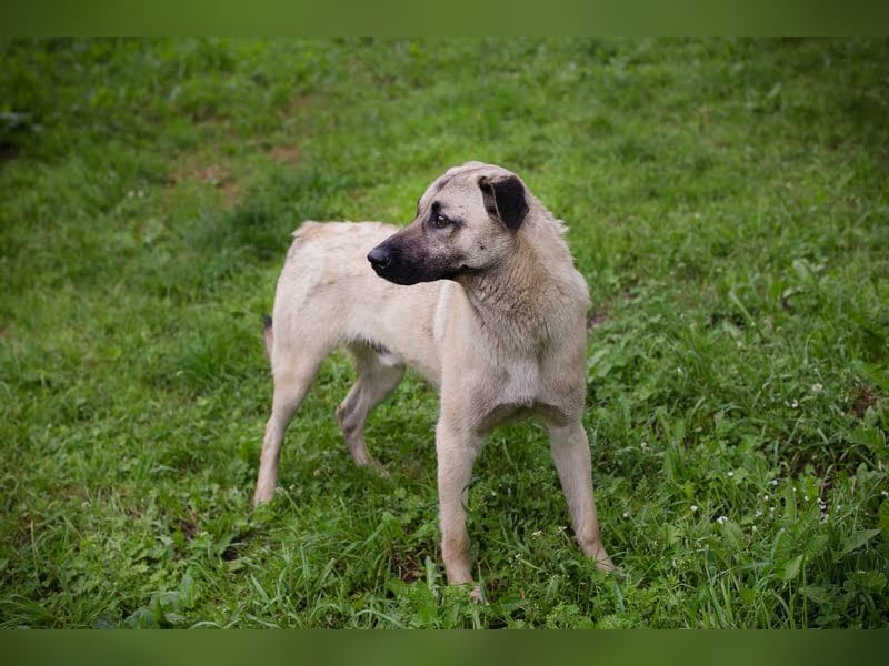 Vito: Großer Kerl, großes Herz