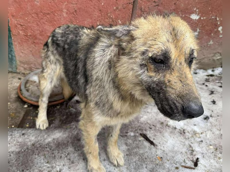 Iris sucht ein Zuhause