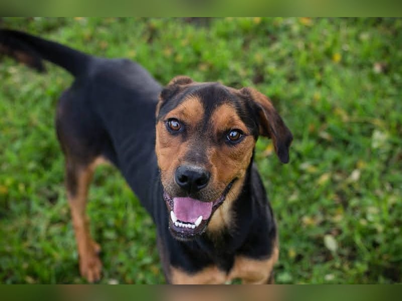 Rico – Findet der kleine Sausewind bei dir seinen Platz?