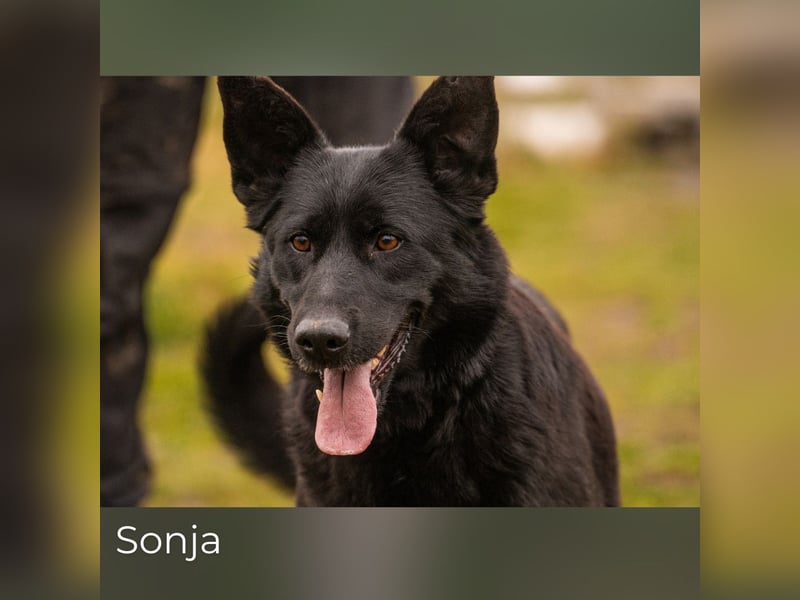 Sonja: Hundemama sucht Zuhause