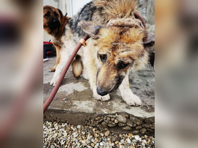 Iris sucht ein Zuhause