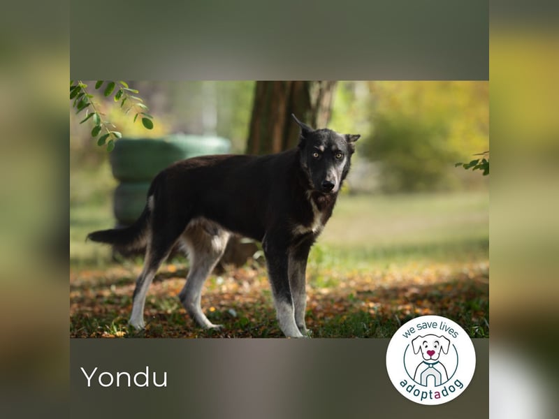 Yondu: Tapferer Schatz