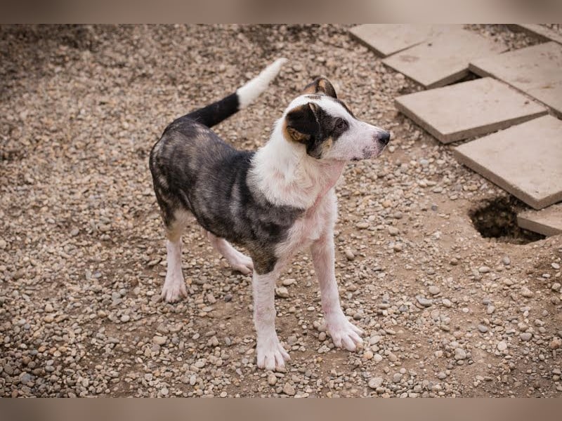 Jim: Sucht ein Abenteuer